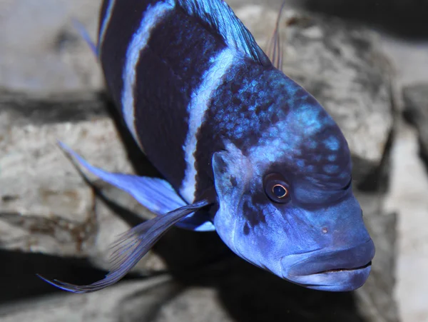 Peces azules con una boca grande nada en mares tropicales cálidos 1 — Foto de Stock
