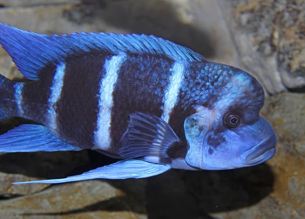 Peces azules con una boca grande nada en mares tropicales cálidos 2 —  Fotos de Stock