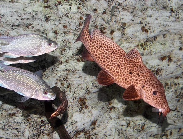 Strange prehistoric fish swim in the clean sea — Stock Photo, Image