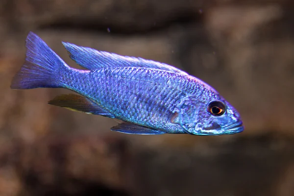 Blue colored fish swim in the warm tropical seas 1 — Stock Photo, Image