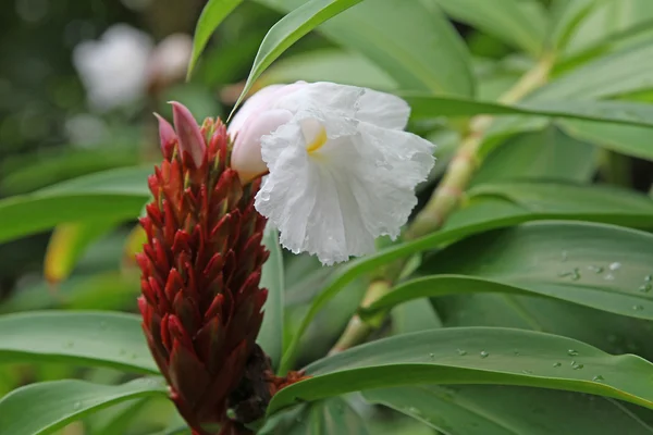 RARE Equatorial flower of a plant of the rainforest — Stock Photo, Image