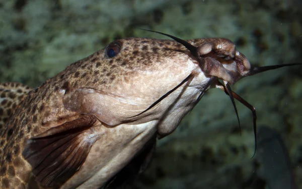 Ikan dengan kumis asal prasejarah berenang di dalam air — Stok Foto