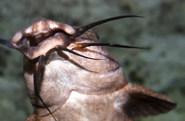 有史以前起源は水で泳ぐの口ひげを持つ魚します。 — ストック写真