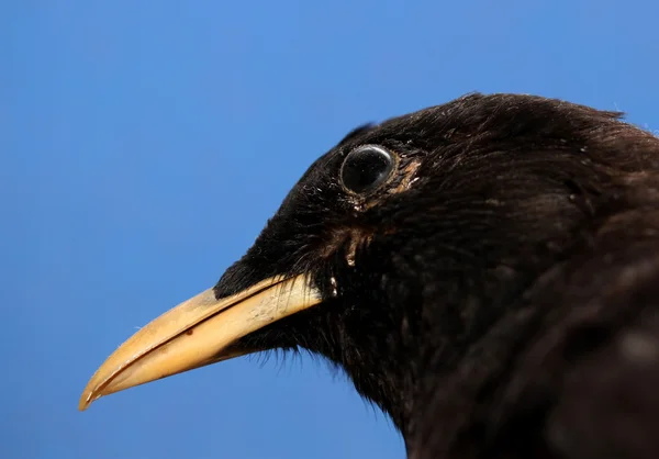 Αλπική chough πουλί με ένα κίτρινο απότομη ράμφος — Φωτογραφία Αρχείου