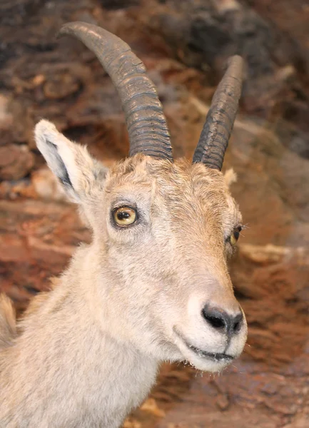 Beautiful young IBEX in the rocks of the Alps — Stock Photo, Image