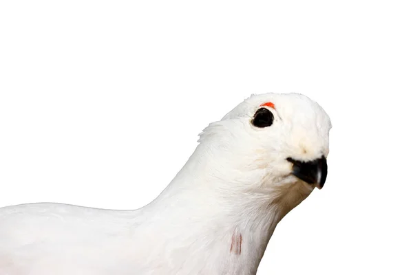 Espécimen de perdiz blanca con plumaje blanco — Foto de Stock