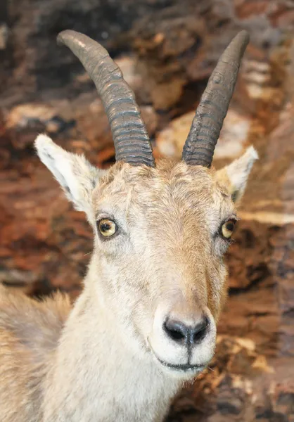 Beautiful specimen of IBEX in the rocks of the Alps — Stock Photo, Image