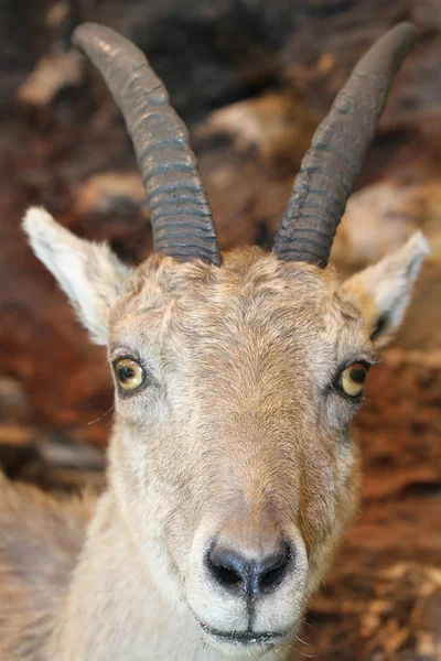 IBEX in the rocks of the Alps — Stock Photo, Image