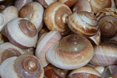 okyanusta toplayıcıları için toplanan güzel deniz kabukları