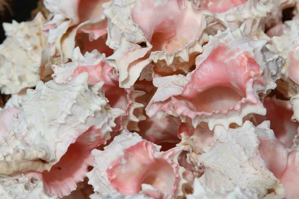 ピンク貝殻コレクターのために海で収集 — ストック写真