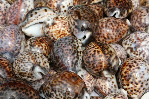 Schöne Muscheln, die im Meer für Sammler gesammelt werden — Stockfoto