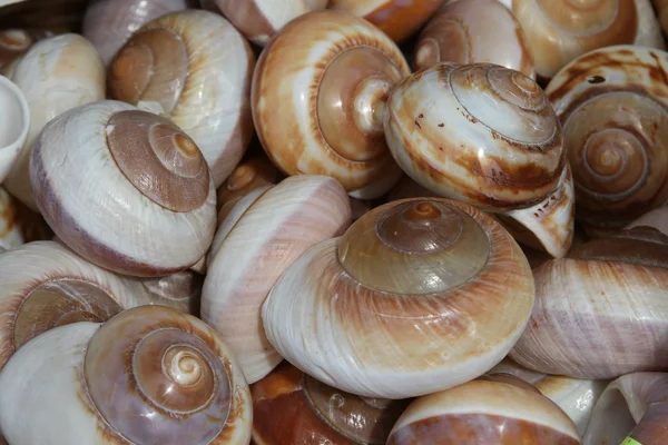Schöne Muscheln, die im Meer für Sammler gesammelt werden — Stockfoto