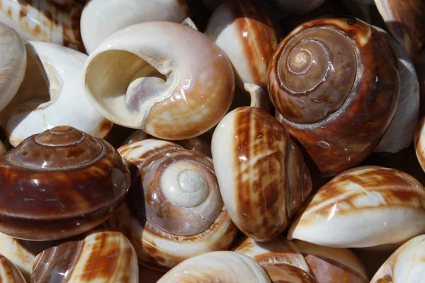 Schöne Muscheln im Meer gesammelt — Stockfoto