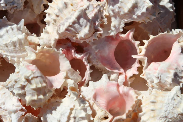 Colección de conchas de mar rosa recogidas en el océano para recoger — Foto de Stock