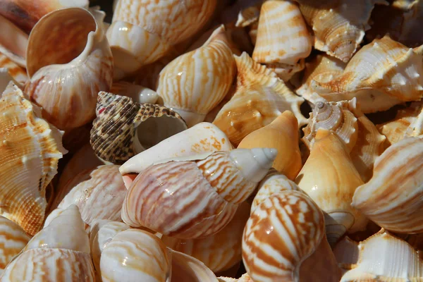 Okyanusta toplayıcıları için toplanan deniz kabukları — Stok fotoğraf