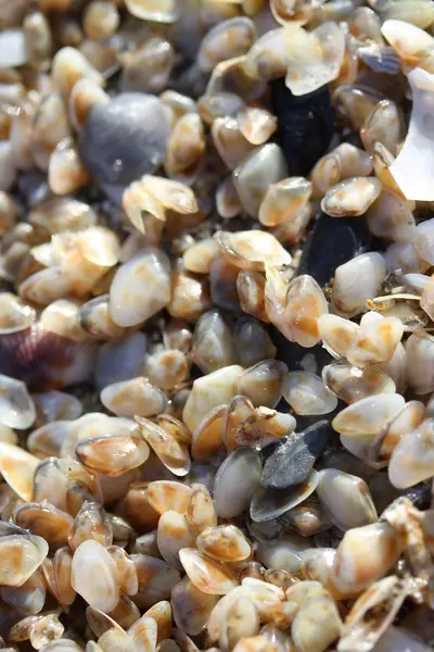 Sbírka drobných telline mušle na pláži u moře — Stock fotografie