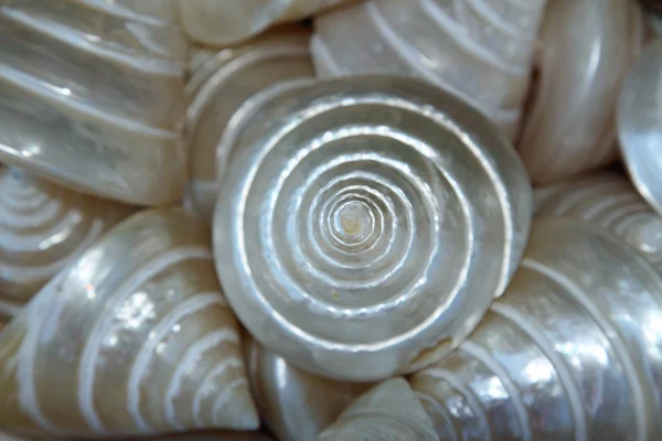 Conchas de mar blanco recogidas en el océano — Foto de Stock