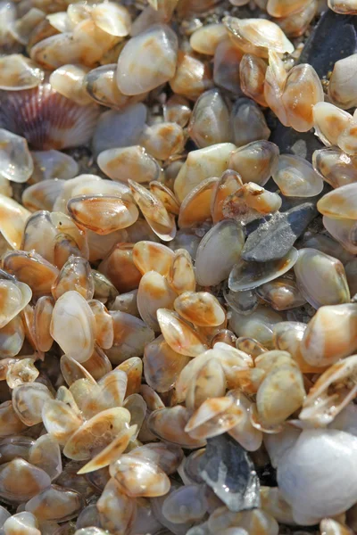 Sammlung winziger Tellermuscheln am Meeresstrand — Stockfoto