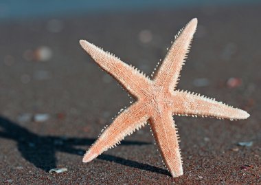 Beş köşeli deniz yıldızı deniz yaz aylarında sahilde