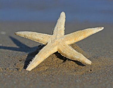 makro lens ile fotoğraflandı büyük deniz yıldızı