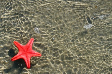 okyanusta yüzen büyük ve nadir kırmızı deniz yıldızı