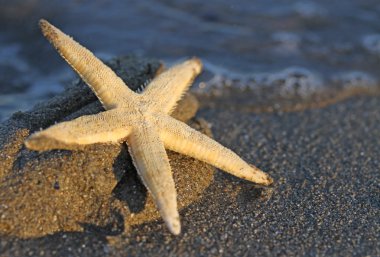 Deniz yıldızı deniz kumlu plaj