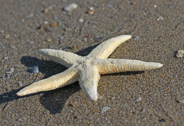 Weiße Seesterne am Strand des Meeres im Sommer 2 — Stockfoto