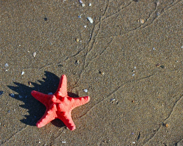 Gran estrella de mar roja soltera acostado en el mar tropical Playa — Foto de Stock