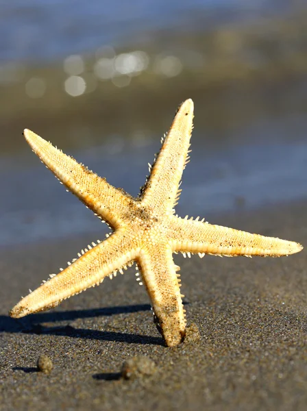 Schöner und riesiger Seestern Ozean Strand fotografiert — Stockfoto