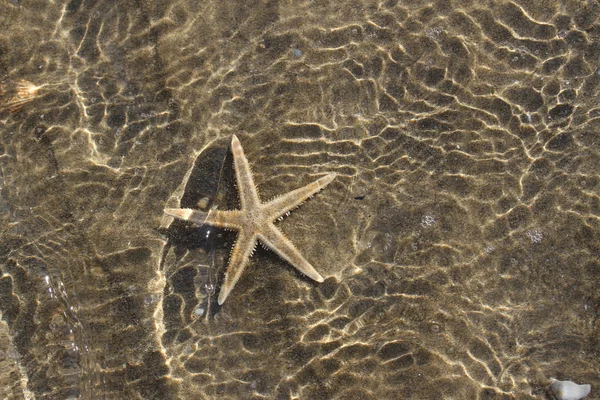 spectacular sea star under the warm tropical sea water