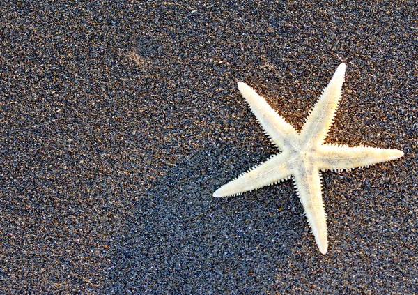 Starfish on sandy beach and free space on the left of the pictur — Stock Photo, Image