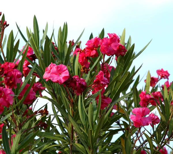 Piros virágok Oleander az ég, a háttérben — Stock Fotó