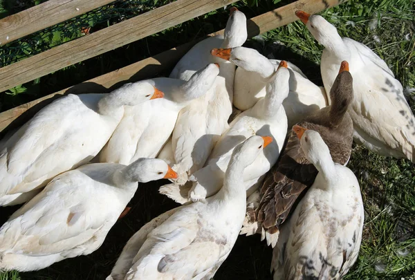 Белые гуси и утки с апельсиновым маячком на ферме в кооперативе — стоковое фото