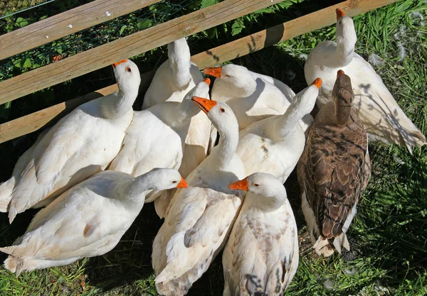 Gansos e patos com o bico laranja na fazenda 6 — Fotografia de Stock