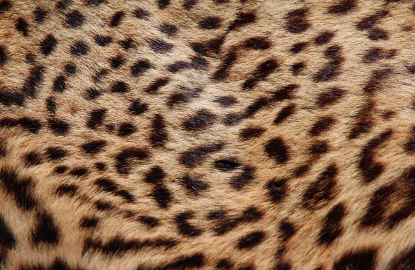 Parlak leopar kürkü klasik karanlık şekiller 2 — Stok fotoğraf