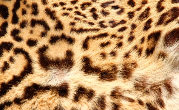 Leopardenfell mit den klassischen dunklen Flecken — Stockfoto