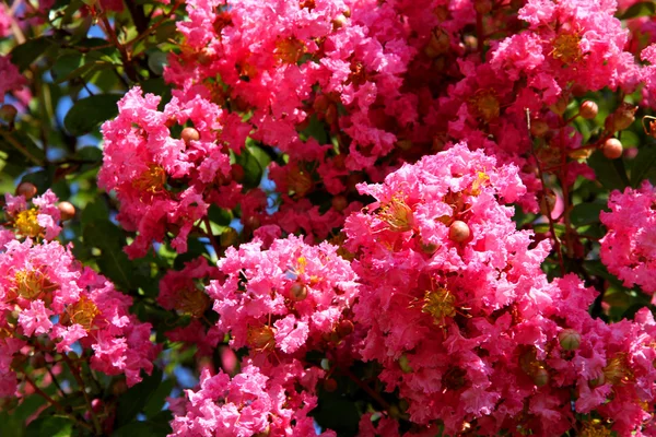 Flores fucsia de Bush en verano —  Fotos de Stock