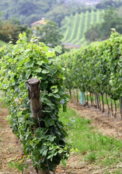 Vineyards in the countryside in late summer — Stock Photo, Image