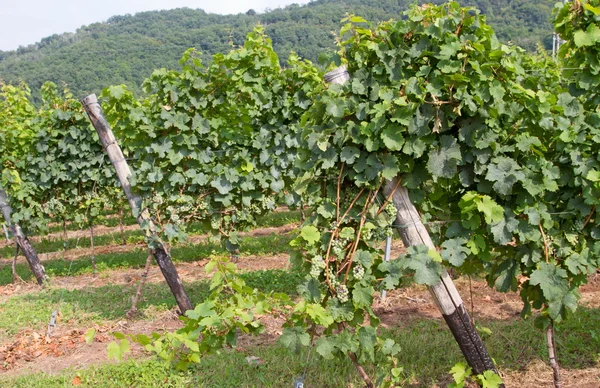 Grape bunch in the vineyard into a farm 2 — Stock Photo, Image