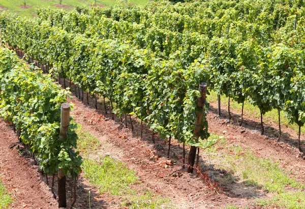 Vineyard with clusters of grapes for the production of red wine — Stock Photo, Image