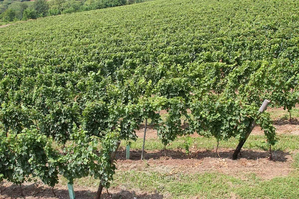 Vigneto con grappoli d'uva per la produzione di vinacce bianche — Foto Stock