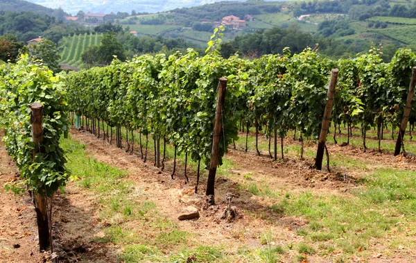 Beautiful vineyards in the countryside of Tuscany — Stock Photo, Image