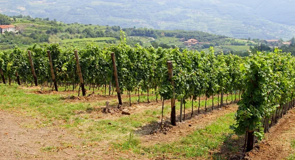 Large vineyards in the midst of the green hills — Stock Photo, Image