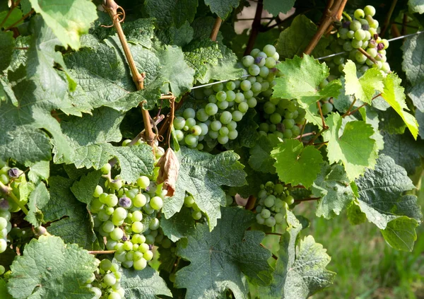 Гроздь винограда в винограднике для производства шампанского — стоковое фото
