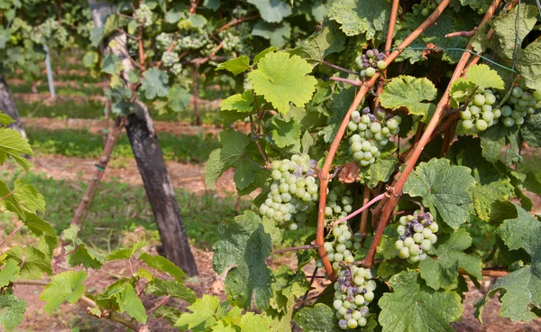 Cachos de uvas na vinha para a produção de vinho espumante — Fotografia de Stock