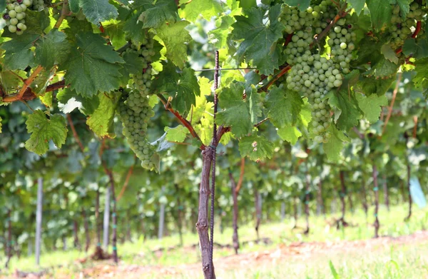 Carga de uvas de viñedo maduración en verano — Foto de Stock