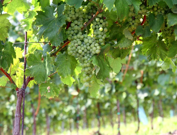 Grappe de raisin dans le vignoble pour la production de vin — Photo