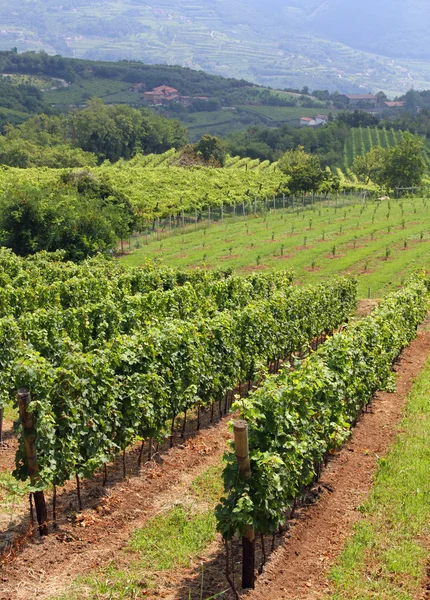 Landscape with vineyards loaded with bunches of grapes 2 — Stock Photo, Image