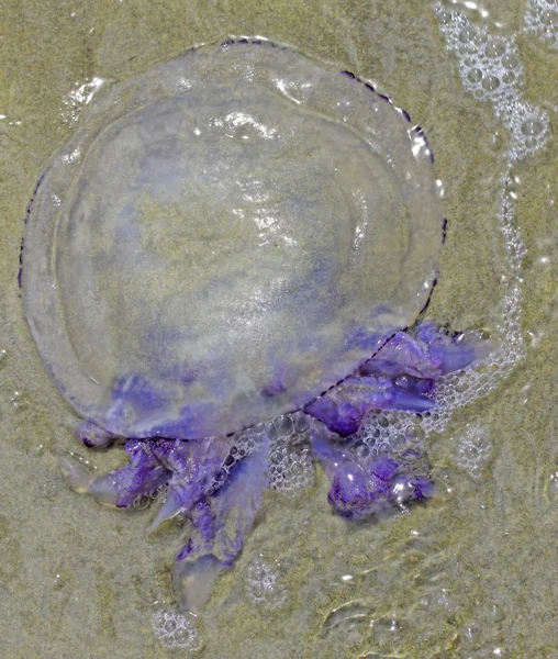 Jellyfish with stinging tentacles on the beach 5 — Stock Photo, Image