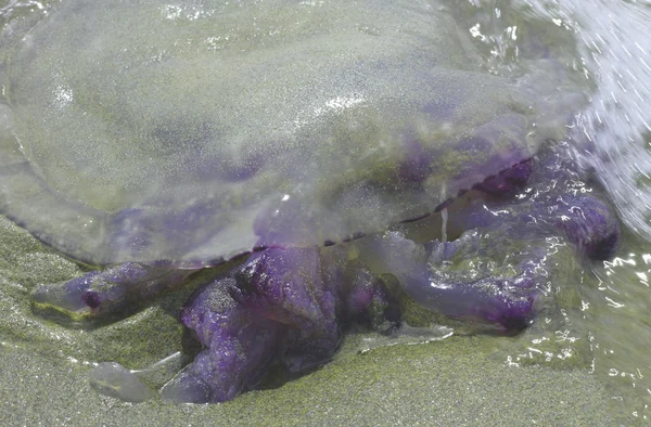Jellyfish with stinging tentacles on the beach 2 — Stock Photo, Image